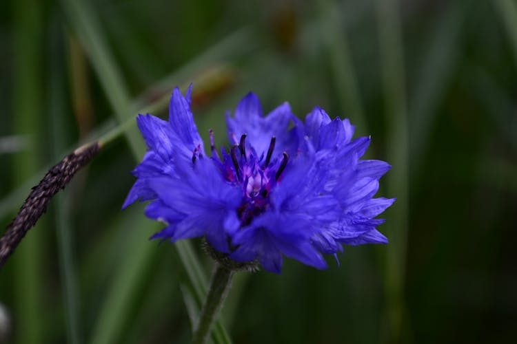 Close Up Photo Of Blue Knapweed