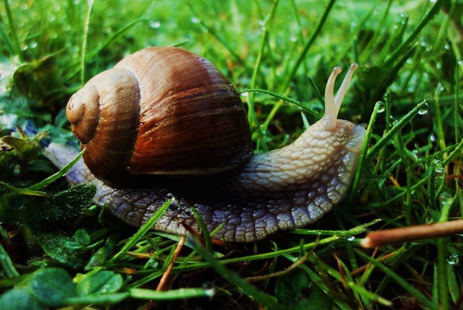 slow as a snail