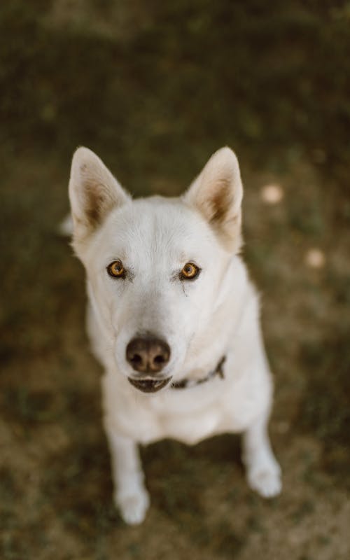 Close-Up Shot of a White Dog