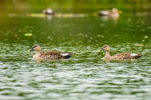 Free Two ducks gracefully swimming on a serene lake surrounded by lush greenery. Stock Photo