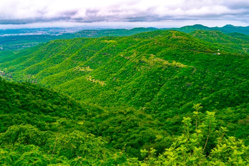 An Aerial Photography of Green Trees on Mountain