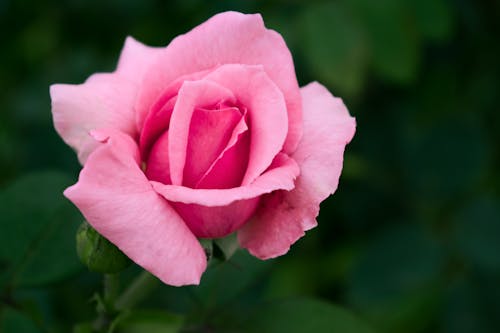 Крупным планом фото розового цветка с лепестками