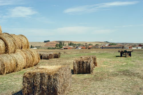 Fotos de stock gratuitas de agricultura, campo, granja