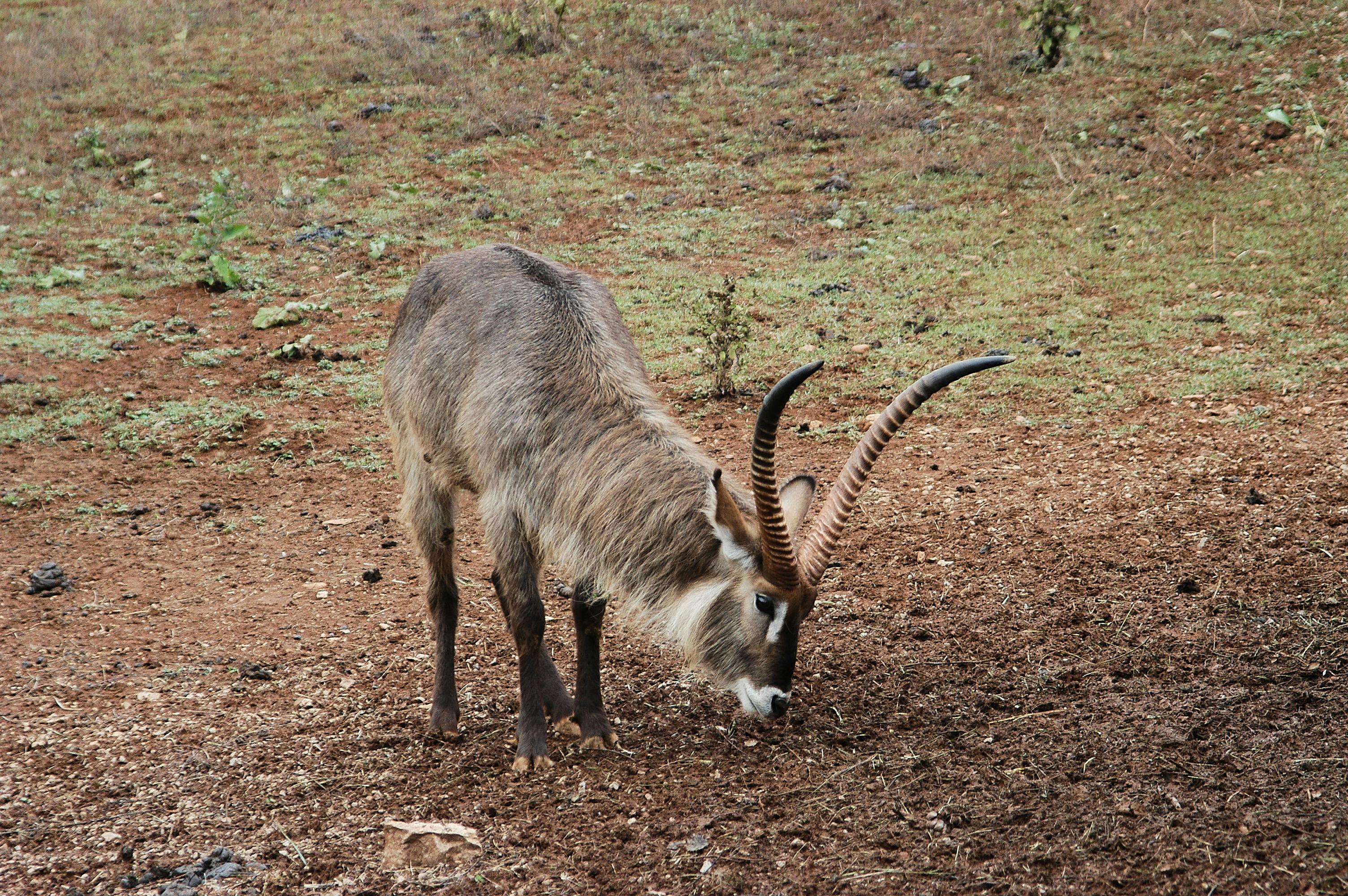 Gratuit Photos gratuites de alimentation des antilopes, animal à cornes, animal sauvage Photos