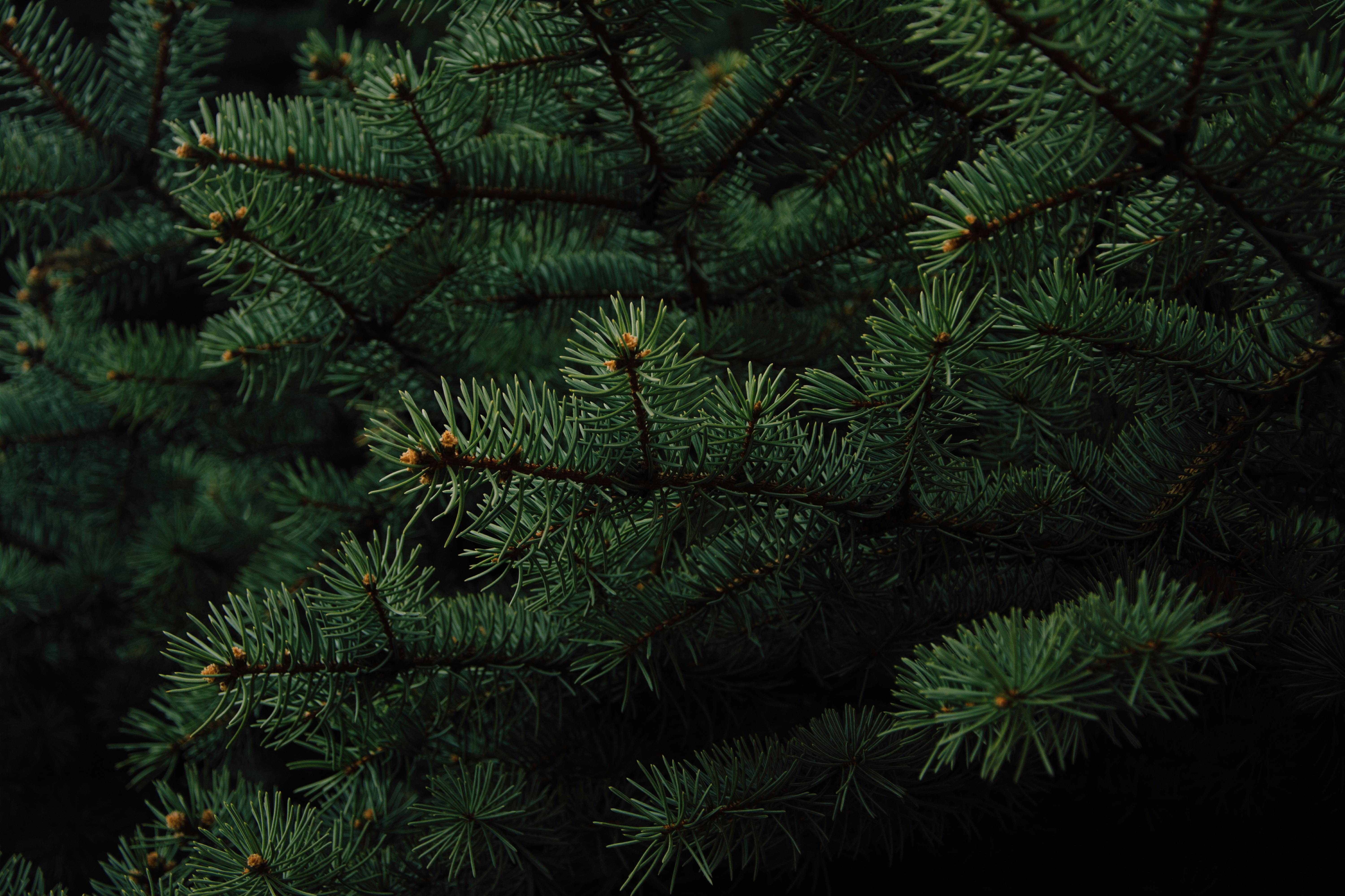Evergreen Photos Download The BEST Free Evergreen Stock Photos  HD Images