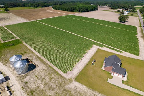 Farmhouse Near Green Fields in Birds Eye View