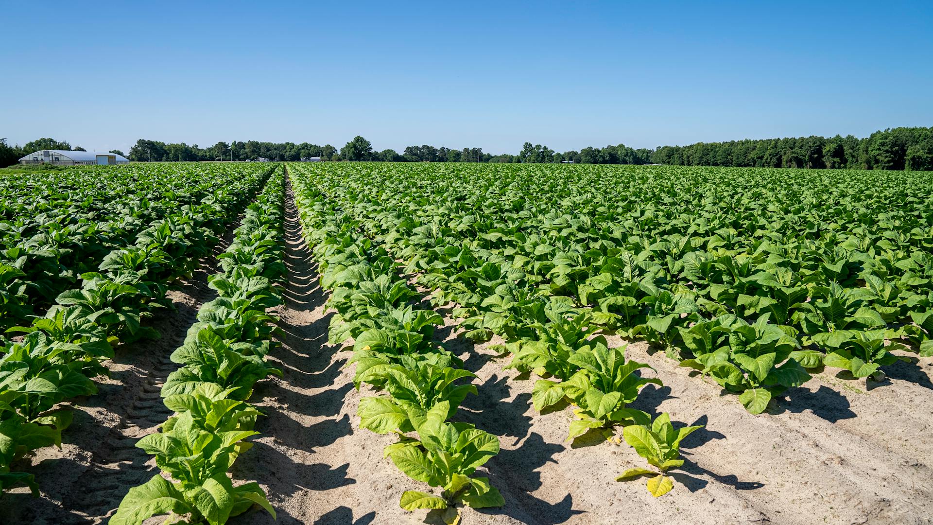 Wide view of tobacco plants growing in a sunny North Carolina field with a blue sky.