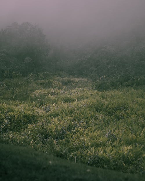 Gratis stockfoto met groen gras, milieu, mist