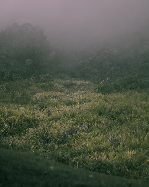 Foto profissional grátis de área, clima, enevoado