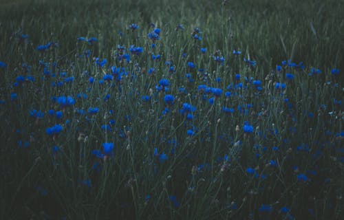 Photo of Blue Petaled Flowers