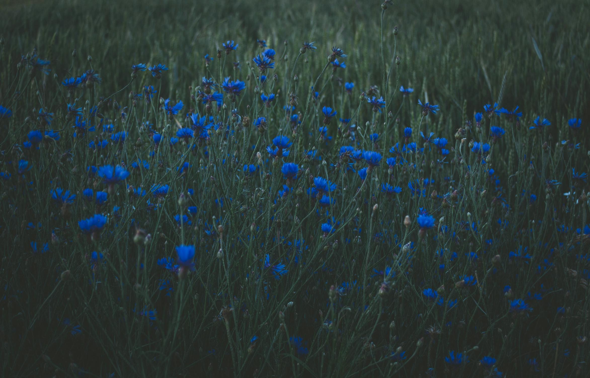 Photo of Blue Petaled Flowers · Free Stock Photo