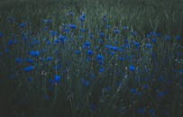 夜晚的自然界里，一片宁静的田野中开满了生机勃勃的蓝色矢车菊