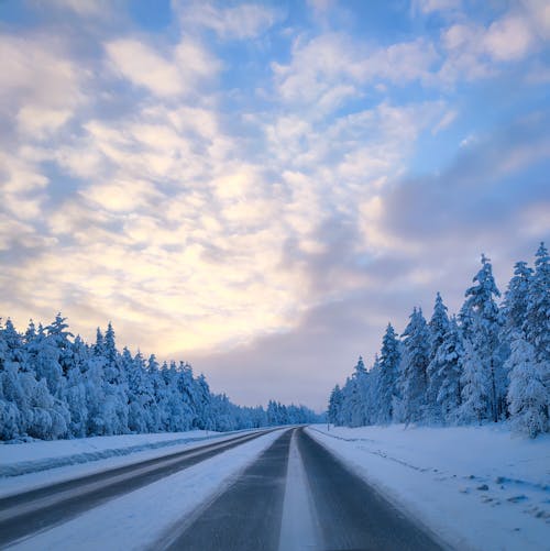 Snow Covered Trees and Road Under Cloudy Sky