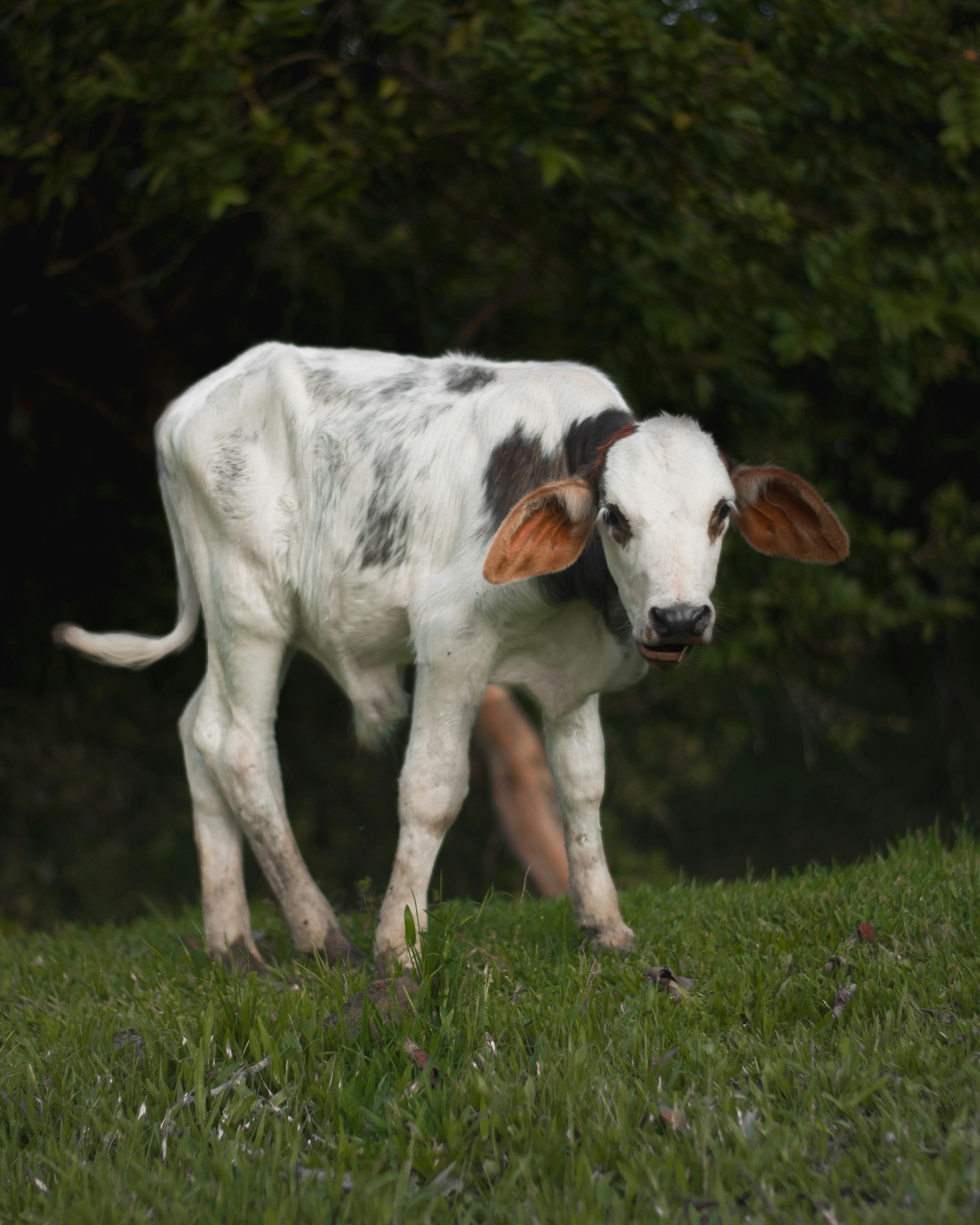 A Cow on a Leash · Free Stock Photo