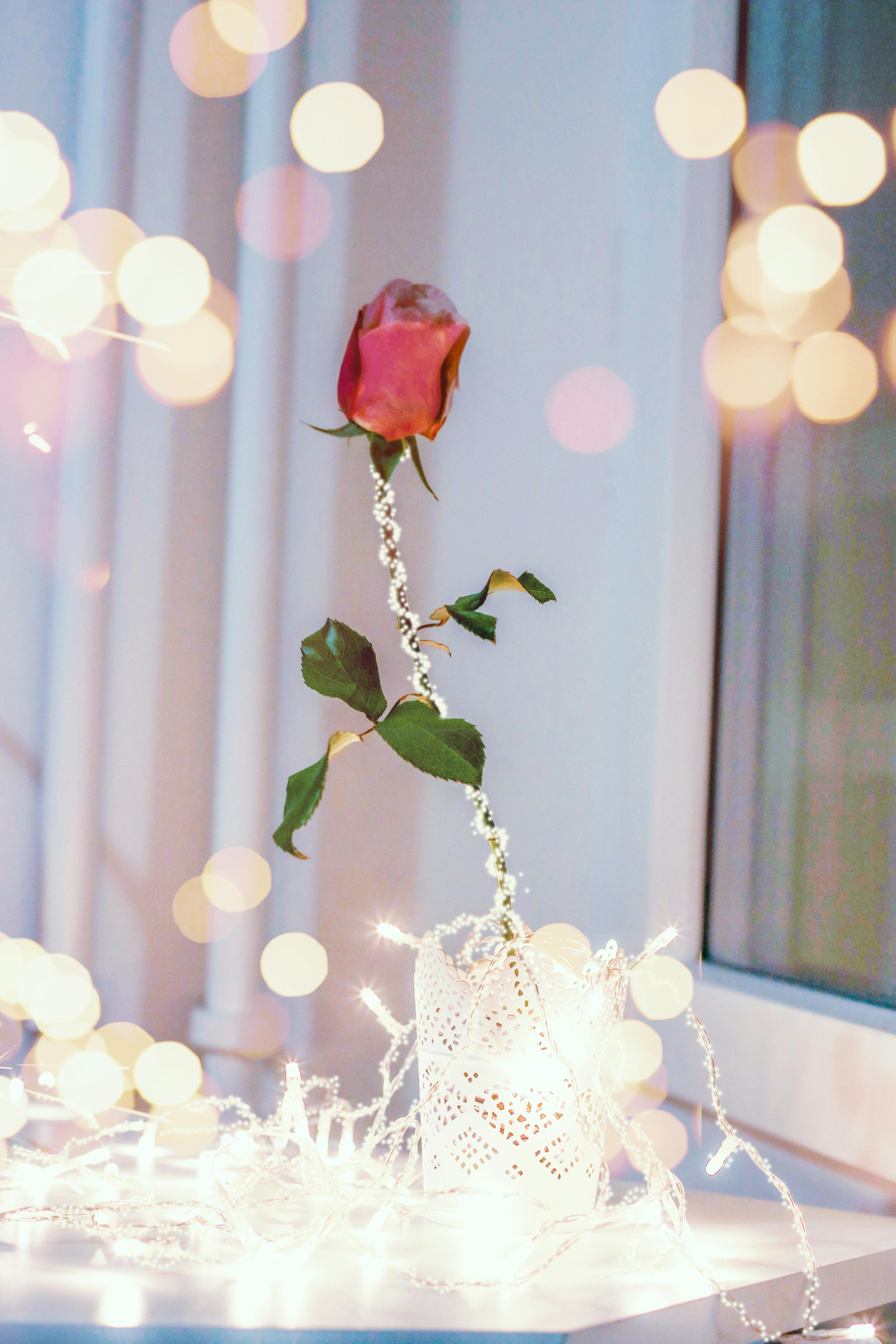 Free stock photo of Adobe Photoshop artificial flowers Free stock photo of Adobe Photoshop artificial flowers
