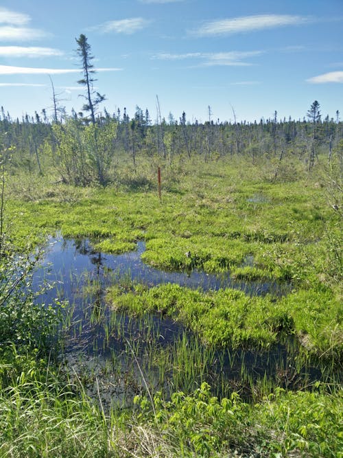 Бесплатное стоковое фото с болото, дерево, зеленый
