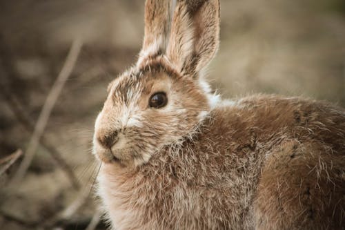 Kostnadsfri bild av djur, fauna, hare