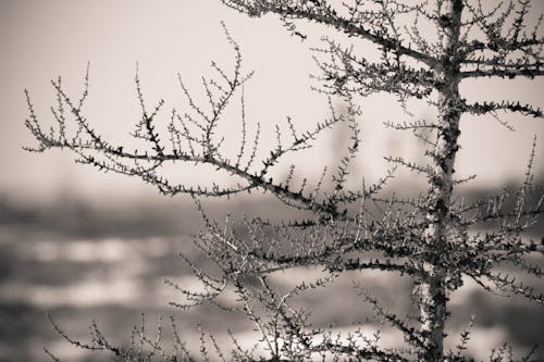 Gratis lagerfoto af rødgran, sommer