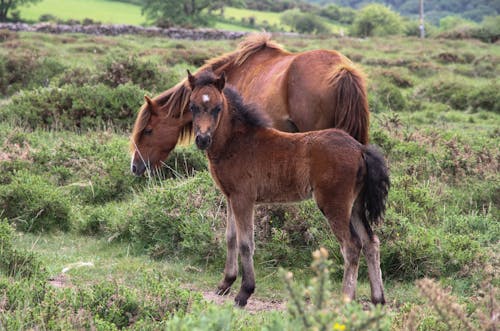 Gratis Foto stok gratis Anak kuda, binatang, fotografi binatang Foto Stok