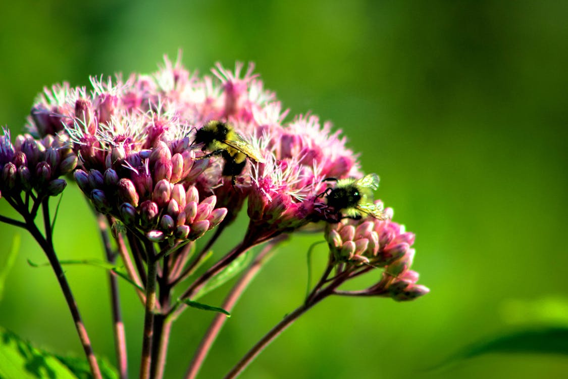 Abeja Carpintera Encaramado Sobre Flor Rosa