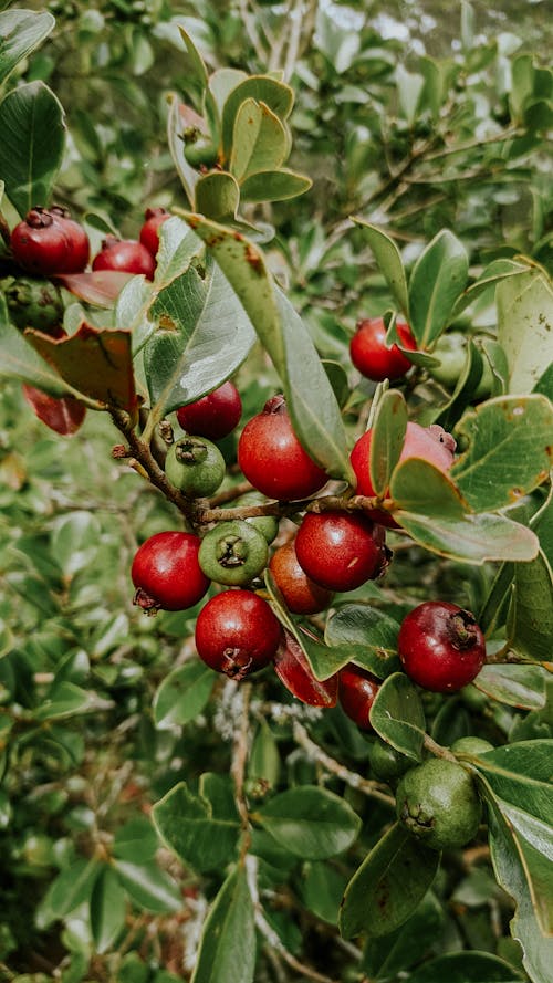 Kostenloses Stock Foto zu blätter, Erdbeer-Guave, frucht