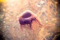 一个孤独的水母优雅地漂浮在水下海洋场景的迷人特写