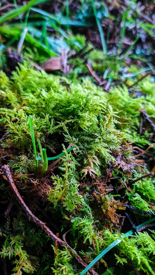 Free stock photo of forest, green, moss Stock Photo