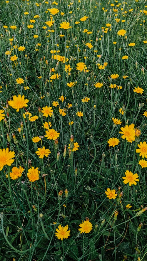 Free stock photo of fields, flower, yellow Stock Photo