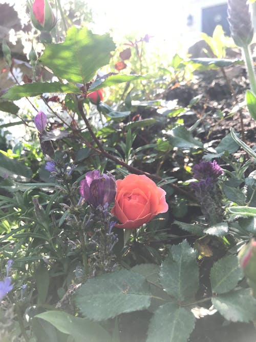 Darmowe zdjęcie z galerii z kwitnąca lawenda, ogród, ogród z kwiatami