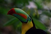 Close-up Shot of a Keel-billed Toucan