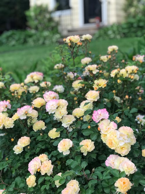 Darmowe zdjęcie z galerii z drzwi, ogród z kwiatami, różowe róże