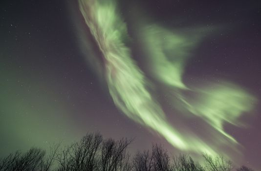 Experience the breathtaking aurora borealis illuminating a starry night sky over barren winter trees.