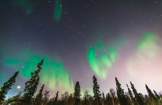 Captivating view of aurora borealis illuminating a star-filled night sky with trees silhouetted beneath.