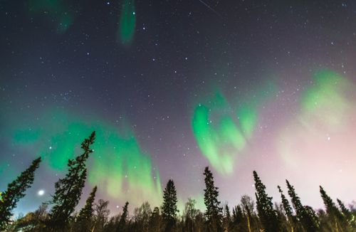Free Captivating view of aurora borealis illuminating a star-filled night sky with trees silhouetted beneath. Stock Photo