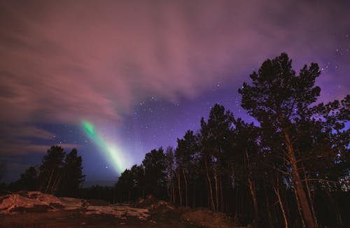 Photos gratuites de arbres, astrophotographie, aurore