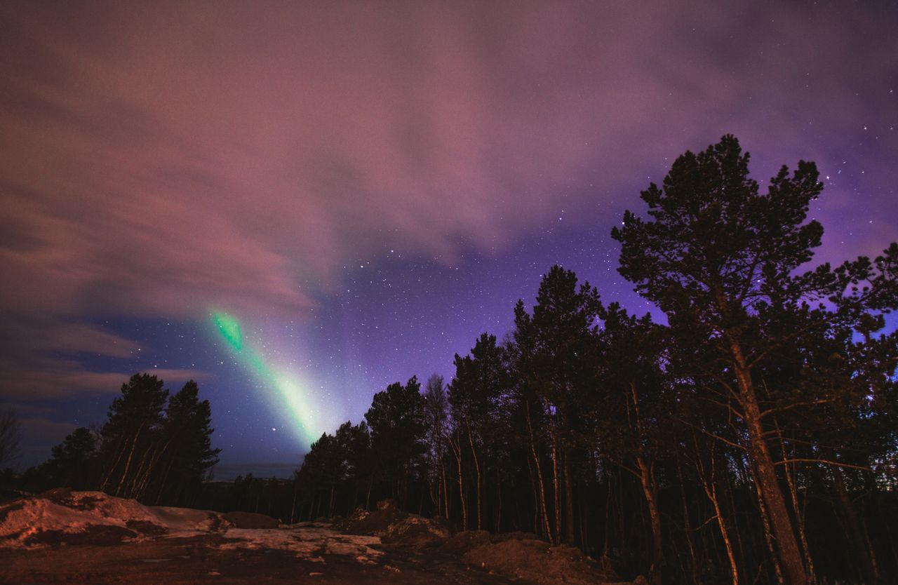 stunning aurora borealis illuminating a starry night sky above a fores