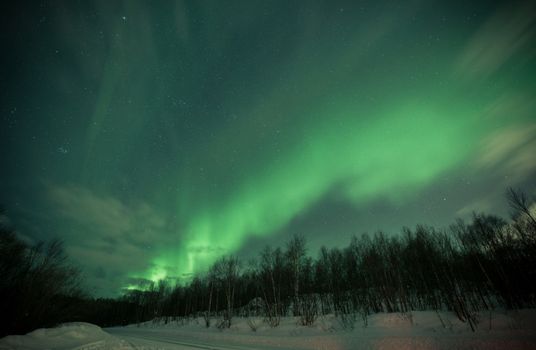 Stunning aurora borealis illuminating the night sky above a snowy forest landscape.