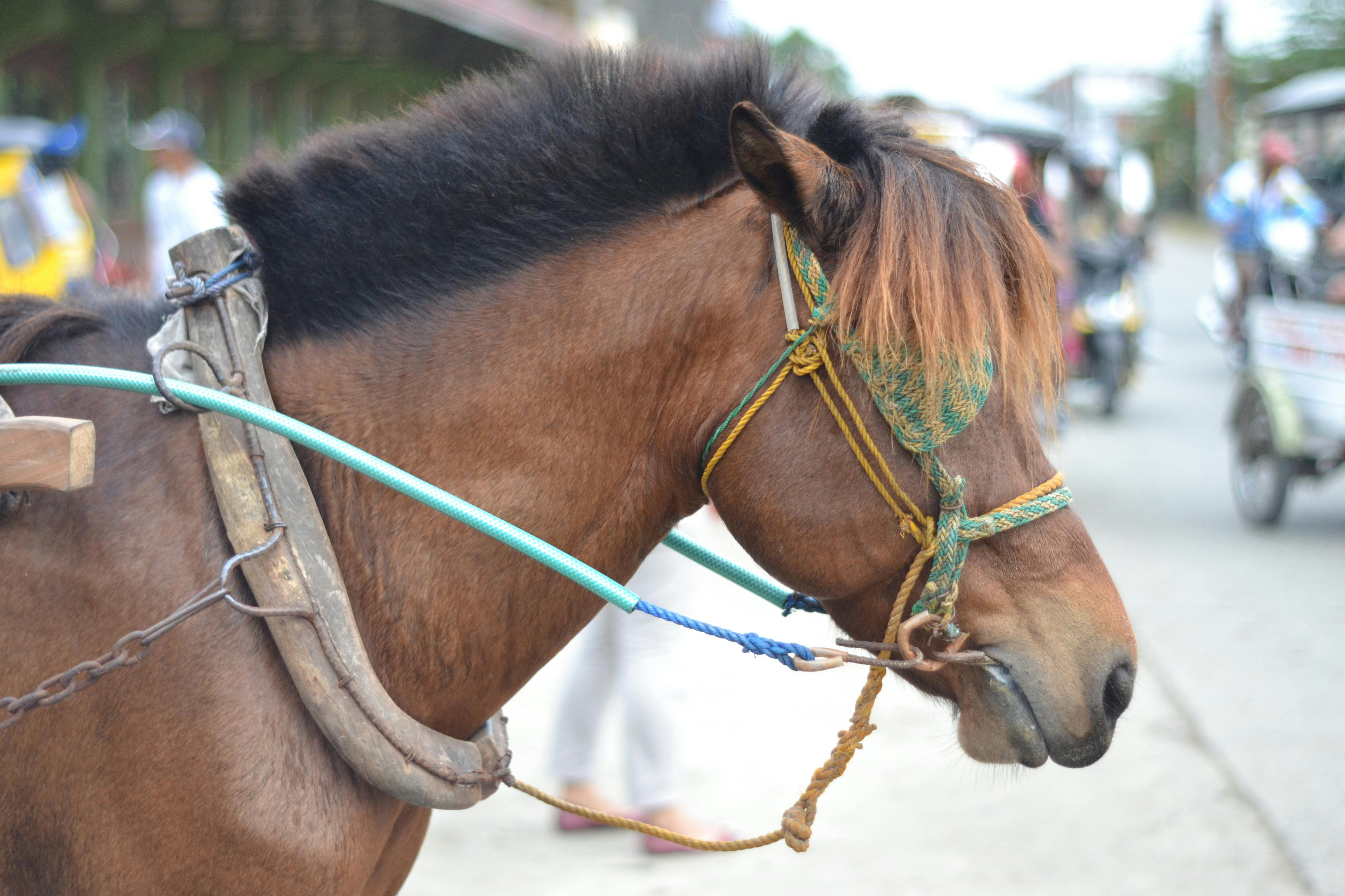 Free stock photo of horse head
