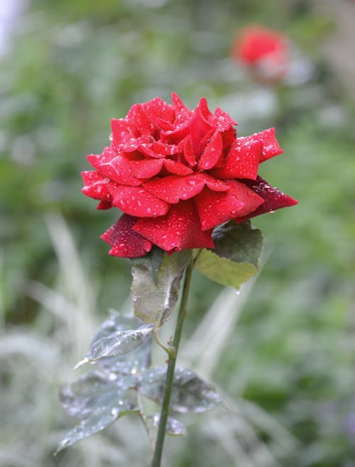 Immagine gratuita di gocce di pioggia, Rosa rossa, rose da giardino