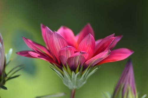 Δωρεάν στοκ φωτογραφιών με gazania rigens, ανθισμένος, γκρο πλαν