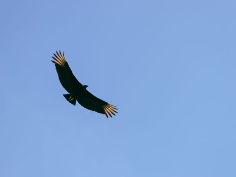 Condor Flying Over a Blue Sky 