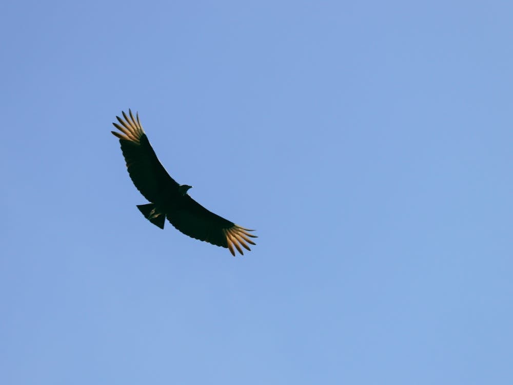 Free Condor Flying Over a Blue Sky  Stock Photo