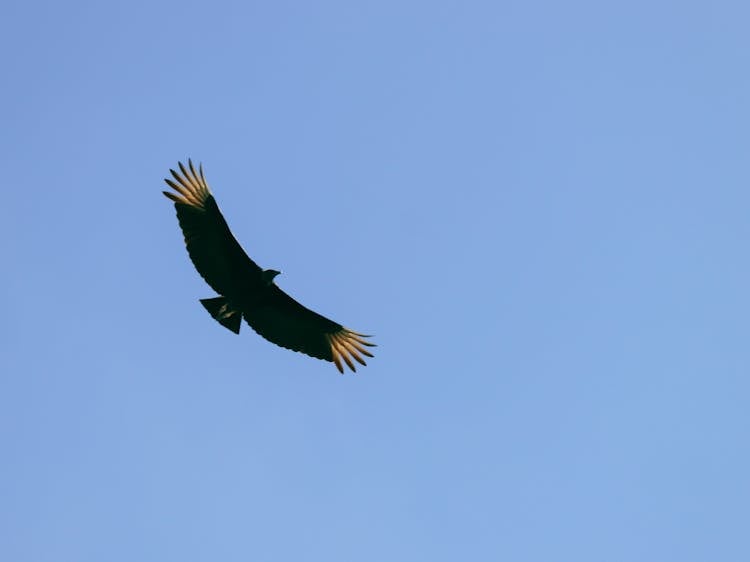 Condor Flying Over A Blue Sky 