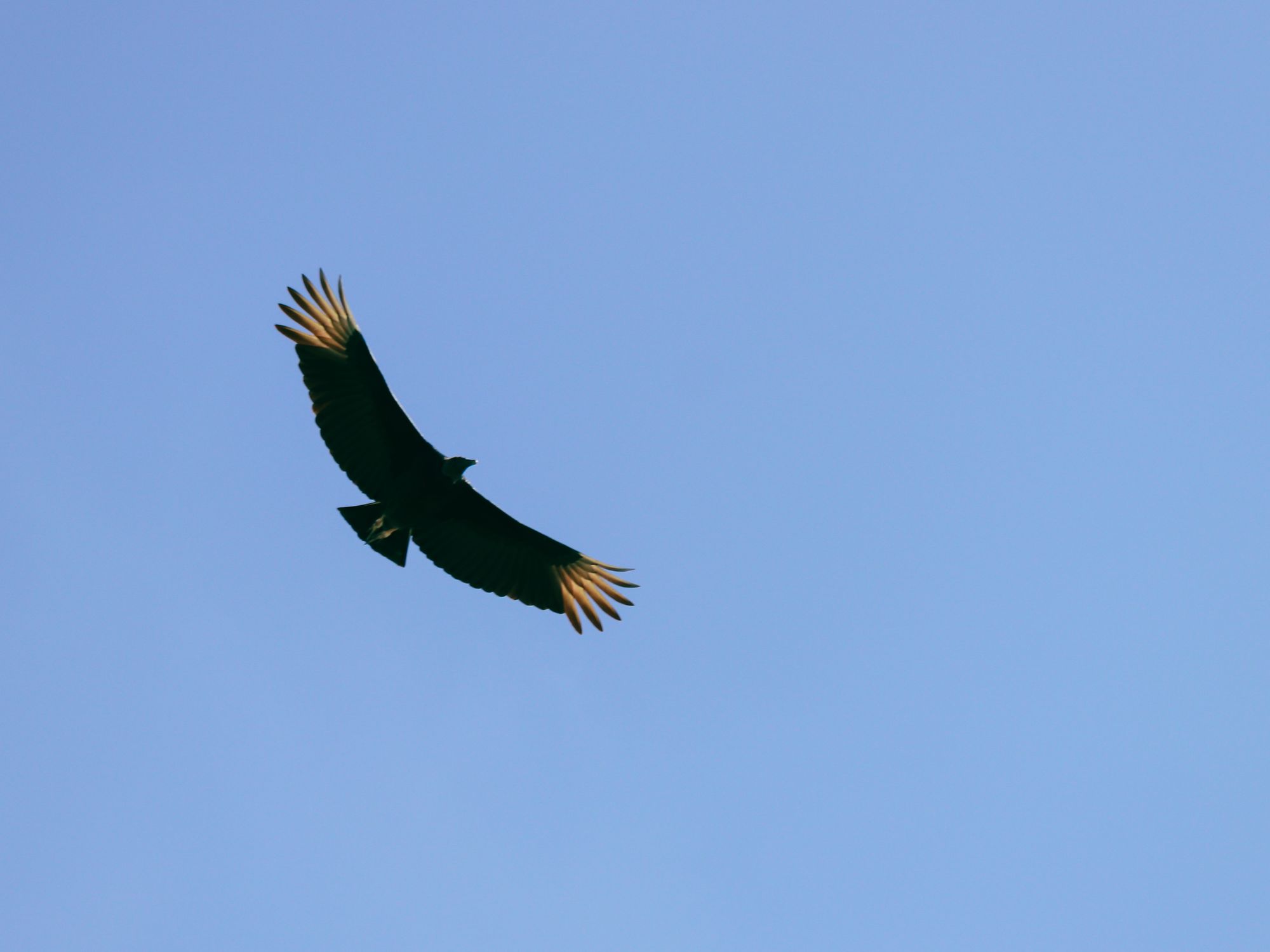 Condor Flying Over a Blue Sky · Free Stock Photo