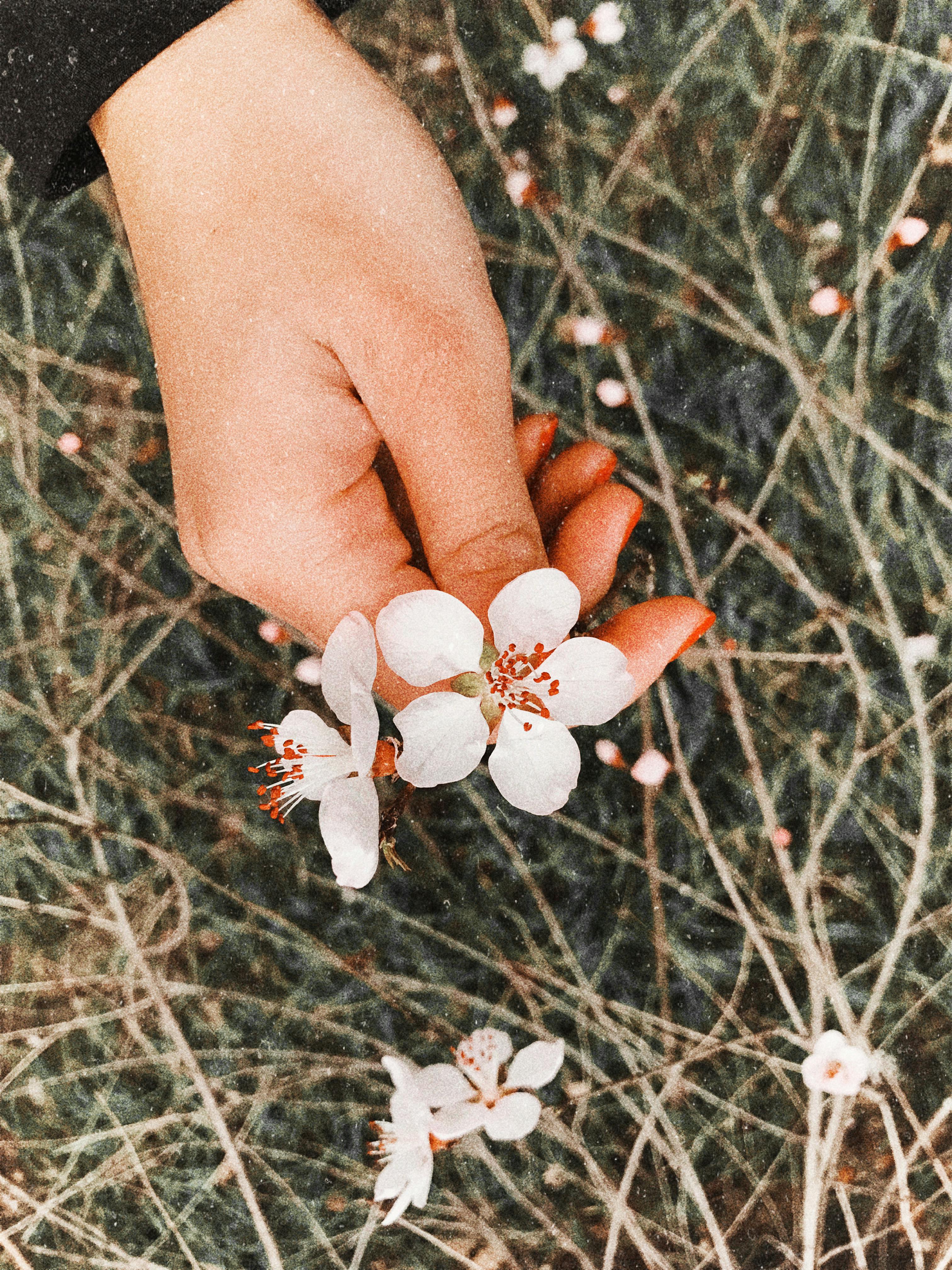 A close-up of a hand gently holding delicate white cherry blossoms during springtime.