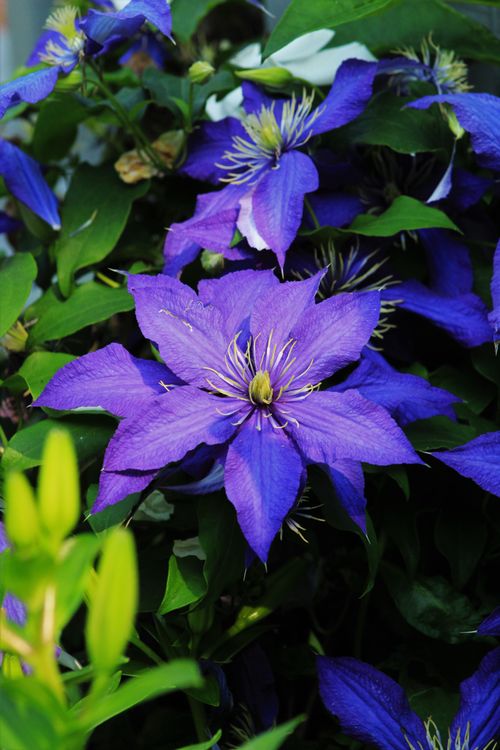 Free Beautiful close-up of a purple clematis flower in full bloom surrounded by lush green foliage. Stock Photo