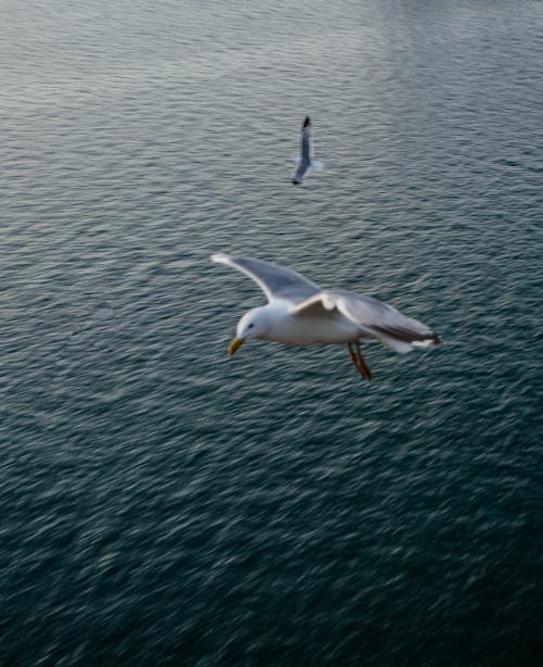 ฟรี คลังภาพถ่ายฟรี ของ การถ่ายภาพสัตว์, การบิน, ทะเล คลังภาพถ่าย