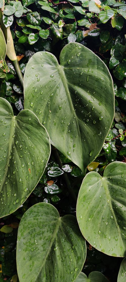 Free Close-up of lush green Alocasia leaves adorned with fresh dew droplets outdoors. Stock Photo