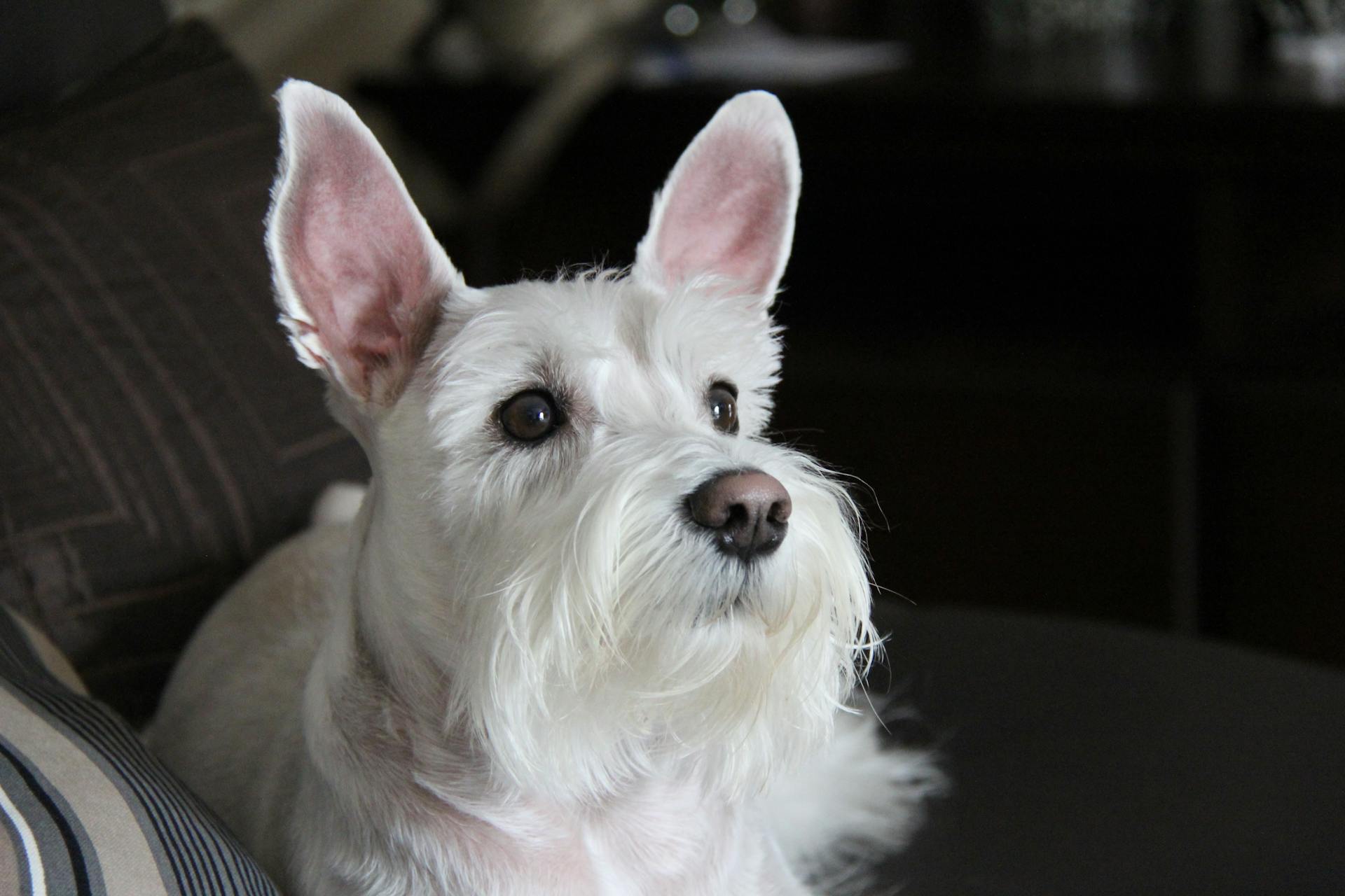 Vue de près d'un schnauzer miniature