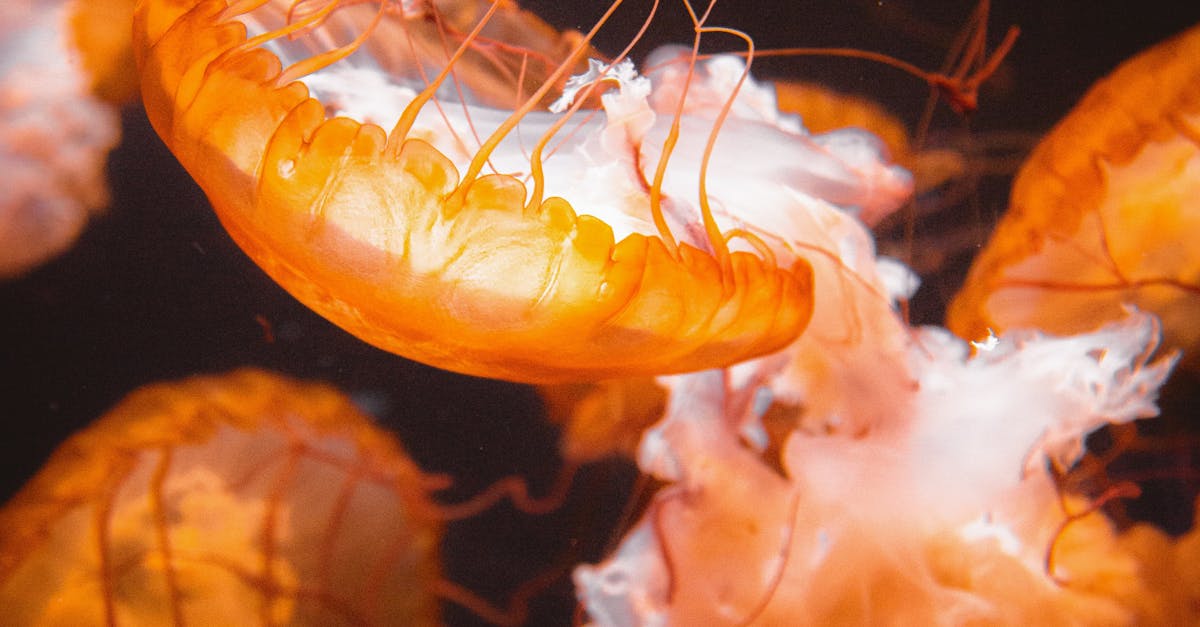 How long can a jellyfish live